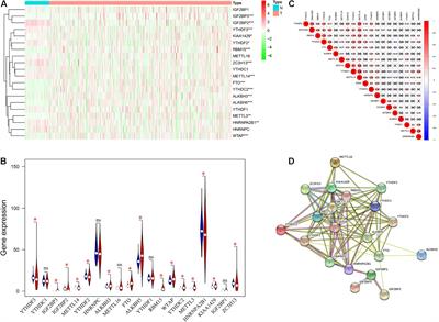 METTL14 Acts as a Potential Regulator of Tumor Immune and Progression in Clear Cell Renal Cell Carcinoma